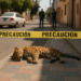 Asesinan al periodista Josué Martínez ‘El Jaguar’ en Puebla