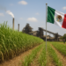 México recupera acceso al mercado de azúcar de EU; exportaciones crecerían 512% en el ciclo 2026-2027