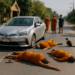 Un niño de 11 años al volante de una camioneta atropelló a varios monjes en Tailandia: mató a al menos nueve