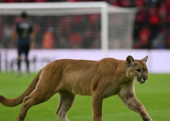 Reacciona Pumas para ganar en Toluca