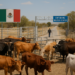 Destacan cooperación México-EU para reapertura gradual de frontera al ganado mexicano