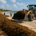 Recolectan 2 mil 112 toneladas de sargazo en Costa Maya