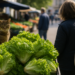 Salud descarta contaminación por Cyclospora en muestra de lechuga de Taylor Farms en México