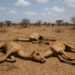 Una investigación alerta que la sequía mató camellos en casi la mitad de los hogares de Somalia