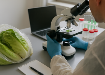 Realiza Ssa estudio epidemiológico a lechuga señalada en EU