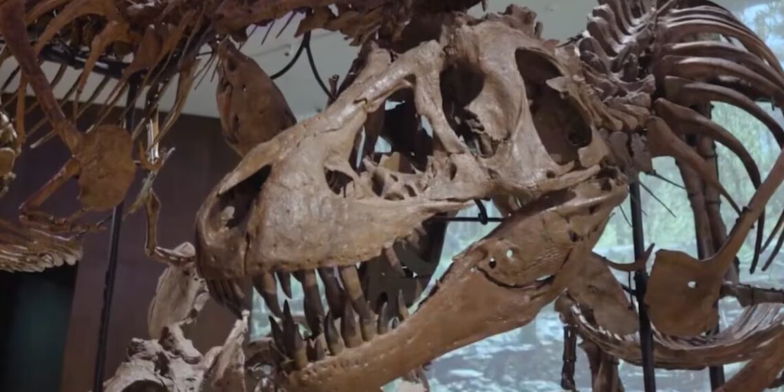 Un museo colosal en tiempo récord: así se construyó el Natural History Museum de Abu Dabi