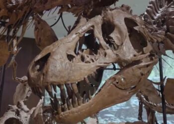 Un museo colosal en tiempo récord: así se construyó el Natural History Museum de Abu Dabi