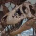 Un museo colosal en tiempo récord: así se construyó el Natural History Museum de Abu Dabi