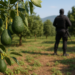 Aguacate en Michoacán: acuerdan acciones contra deforestación y extorsión