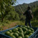 Aguacate en Michoacán: acuerdan acciones contra deforestación y extorsión