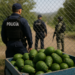 Aguacate mexicano: Estados Unidos destaca acuerdos de seguridad para reanudar operaciones en Michoacán