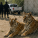 Detienen a 20 presuntos integrantes del CJNG; aseguran tigres y panteras en tres estados