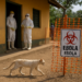 Brote de ébola en el Congo y Uganda habría sido por una transmisión desde animales