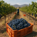 Vendimia en Querétaro 2026: vino, sabores e historia en Hacienda Galindo