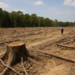 Deforestadas, 4.9 millones de hectáreas en el país