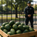 Frena EU por la violencia 'avocados from Mexico'