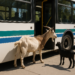 Dos cabras se suben a un autobús y descubren que no era el suyo