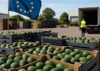 Libera EU 9 mil tons. de aguacate mexicano tras acuerdo