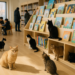 In Mongolia, Magic Box Envisions a Landscape Dotted with Children’s Libraries