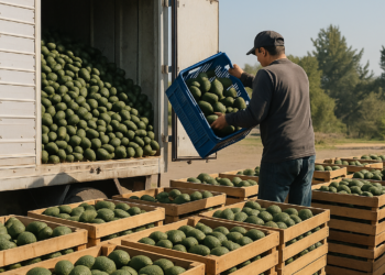 Destraba EU 9 mil tons. de aguacate mexicano