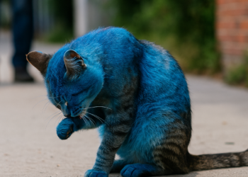 ‘I painted myself blue – but got skin problems’: how four Edinburgh stars created their weird characters | Edinburgh festival 2026