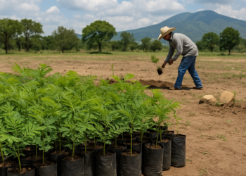 México va por 6.6 millones de árboles: Sheinbaum encabeza Jornada Nacional de Reforestación 2026