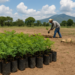 México va por 6.6 millones de árboles: Sheinbaum encabeza Jornada Nacional de Reforestación 2026