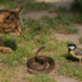 Este pájaro es famoso por atacar a cualquier depredador, pero ante una serpiente venenosa casi se paralizó