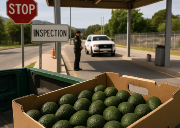 Reanuda EU (parcialmente) inspecciones aguacateras