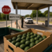 Reanuda EU (parcialmente) inspecciones aguacateras