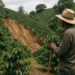 Terremoto retrasa flujo de café colombiano