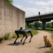 Un caballo troyano sin caballos