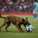 Muerden Xolos a Cruz Azul y conservan su invicto