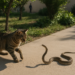 ¿Truco o serpiente? Mago asusta a Jimmy Butler con una serpiente en juego de cartas