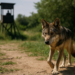 ¿El lobo mexicano podrá ser cazado en Estados Unidos? Trump ordena revisar su protección federal