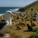 En 1956, un biólogo colocó una banda metálica en la pata a un albatros: ha seguido su rastro durante 7 décadas, siendo el ave silvestre más longeva del mundo