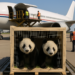 Llegan a EU los dos pandas gigantes enviados por China