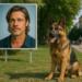 Meet the German Shepherd That Got Top Billing Over Brad Pitt