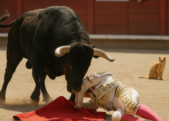 Toros: El novillero catalán Mario Vilau sufre una grave cornada en El Hoyo de Pinares (Ávila) | Cultura