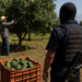 Narcotráfico, armas y extorsión al aguacate: ¿por qué Estados Unidos ofrecía 3 millones de dólares por “El R-5”?