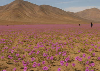 El desierto más seco del mundo que se convierte en un mar de flores cada 10 años