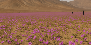 El desierto más seco del mundo que se convierte en un mar de flores cada 10 años