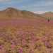 El desierto más seco del mundo que se convierte en un mar de flores cada 10 años