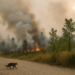 Cómo el humo de los incendios podría estar reescribiendo el equilibrio de los ecosistemas