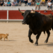 El toro de Pallarés empujando en el caballo.