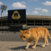 Pumas se hunde con 23% de efectividad de triunfos