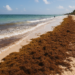 Quintana Roo rompe récord de recale de sargazo por segundo año consecutivo