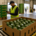 Aguacate blindará sus exportaciones con nuevas certificaciones de trazabilidad y formalidad laboral