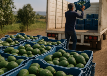 Prohíbe Gobierno intermediarios en aguacate de exportación