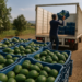 Prohíbe Gobierno intermediarios en aguacate de exportación